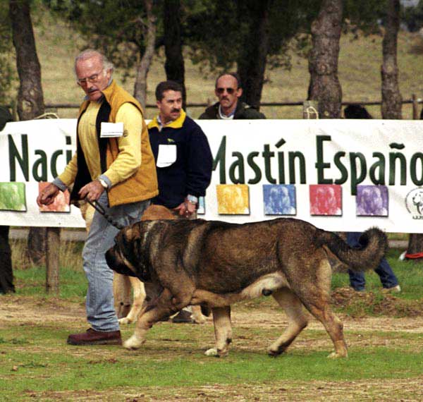 Sony de Montes del Pardo, Exc. 7 - Open Class Males - XXI Monográfica AEPME 2001
(Ch Tonio de Montes del Pardo x Mimí de Montes del Pardo)
Born: 14.06.1999
Breder & owner: Sergio de Salas

 

 

الكلمات الإستدلالية(لتسهيل البحث): 2001 pardo