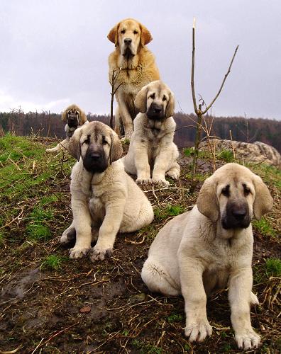 Puppies from litter L and 8 months old puppy Jorgito Tornado Erben - Winner photo of the Month April 2007
Keywords: tornado puppy cachorro