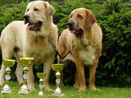 Sultan - Exc. 1, Young Club Winner, BOB & Baknaid z Kraje Sokolu - Exc. 1, CACA, Club Winner - Clubsiegerschau Molosserclub Austria, Amstetten, 04.06.2005
Sultan: (Ordoño x Princes de Vega de Albares) - Breeder: Angel Sainz de la Maza, owner: Jaroslav Schmidt
Baknaid z Kraje Sokolu: (Tocho de Valdejera x Diana Fi-It) - Breeder & owner: Jaroslav Schmidt
 

Keywords: 2005 sokol