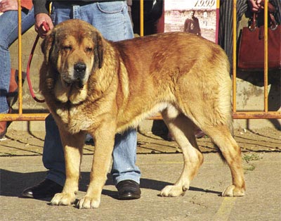 Sultan  - Mansilla de las Mulas, León, 08.11.1999
(León de Aralla x Perla de Aralla) 
Owner: Cándido Rodríguez
  

Keywords: 1999 vicheriza