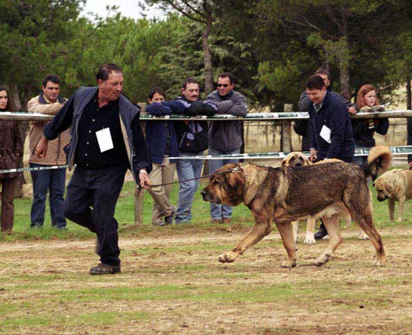 Sultán, Exc. 3 - Open Class Males - XXI Monográfica AEPME 2001
(Kronos de Babia x Aquiana)
Born: 30.06.1994
Breeder: Pedro Alvarez Barriada
Owner: Agustín Fernández Díez



 

Keywords: 2001 cuetonegro