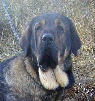 Sultán de Abelgas
(Girón de Abelgas X Karima de Abelgas) 
Nacido: 15.11.2004 

Keywords: abelgas head portrait cabeza