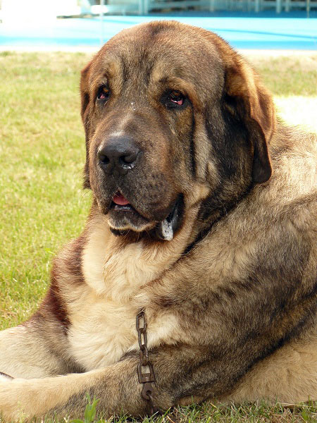 Duque de Reciecho - Open Class Males, Talavera de la Reina, Spain, 24.05.2009
(Dumbo de Reciecho x Luna de Reciecho)
Born: 25.12.2005
Keywords: 2009 head portrait cabeza