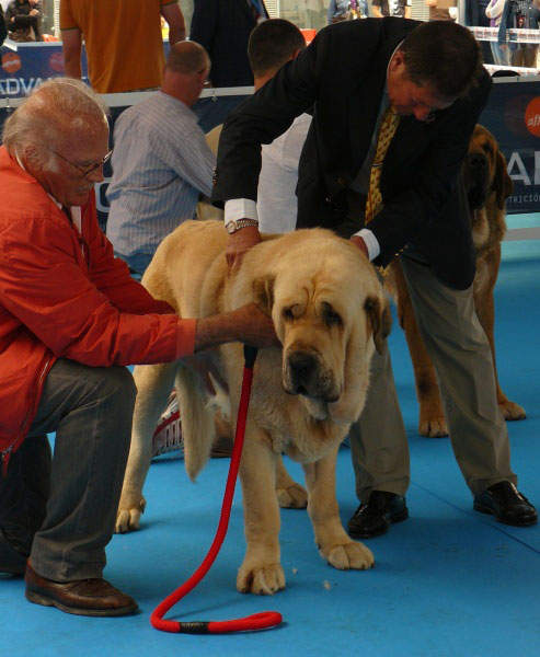 Karonte de Montes del Pardo - Open Class Males, Talavera de la Reina, Spain, 24.05.2009
(Pizzarro de Montes del Pardo x Gran Dama de Montes del Pardo) 
Born: 20.03.2006

Keywords: 2009