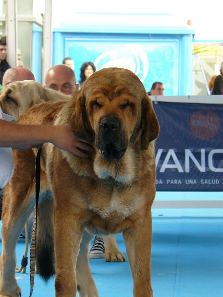 Leon de la Mesta, Open Class Males, Talavera de la Reina, Spain, 24.05.2009 
(Toro de la Mesta x Espanola de la Mesta)
Born: 11.11.2006
Keywords: 2009