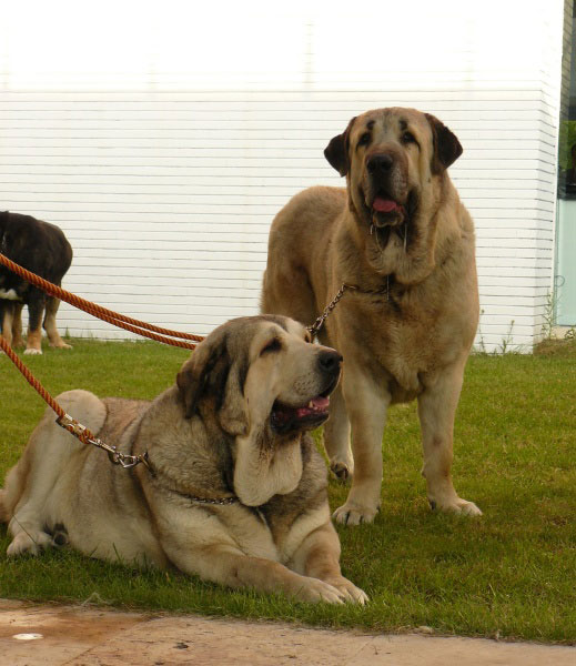 Nana de los Mercegales & Huron de los Mercegales, Talavera de la Reina, Spain, 24.05.2009 
Nana: Open Class Females ( Junco de Galisancho x Gala) . Born: 17.06.2006
Huron: Open Class Males (Junco de Galisancho x Gala) - Born:15.12.2006 
Keywords: 2009