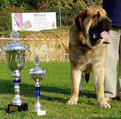 Domenico Beark Cerny Levhart, Exc.1, CAC, BOB - Champion Class Males, Club Show Moloss Club, Kromeriz, Czech Rep. 30.09.06
(Arak z Kraje Sokolu x Belize Cerny Levhart) 
Born: 08.06.2004

Keywords: 2006