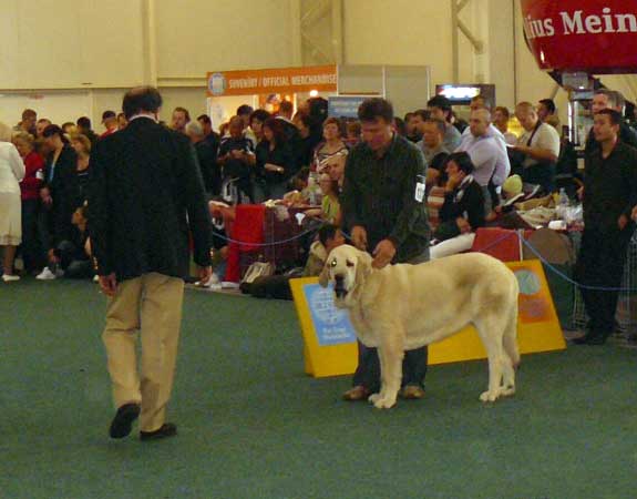 Syra de Zurita: exc 3 - Junior Class Females, World Dog Show 2009, Bratislava
