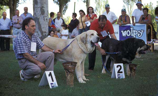 1º Tajo de la Peña Mora, 2º Truman II de Cueto Negro - Open Class Males - AEPME Monográfica, Valencia de Don Juan, León, 18.09.2004
Tajo de la Peña Mora: (Ch. Cañon de Fuentemimbre x Jara de Ablanera) Breeder: Javier Mora, owner: Eduardo Sierra
Truman II de Cueto Negro: ( Ch. Truman x Triana III de Babia) Breeder & owner: Agustín Fernández  

Keywords: 2004