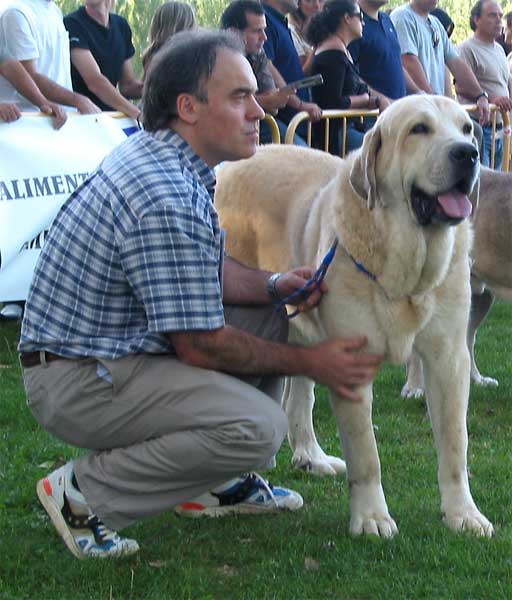 Tajo de la Peña Mora - Open Class Males - AEPME Monográfica, Valencia de Don Juan, León, 18.09.2004
(Ch. Cañon de Fuente Mimbre x Jara de Ablanera)
Breeder: Javier Mora
Owner: Eduardo Sierra  

Keywords: 2004 valdejera