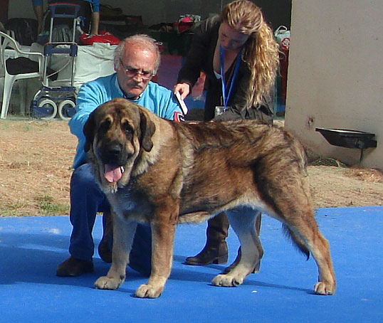 Barco de Montes del Pardo: Exc 1, CAC, CACIB, Best Male, BOB - Open Class Males, International Show Talavera de la Reina 25.05.2008 
Trefwoorden: 2008 pardo