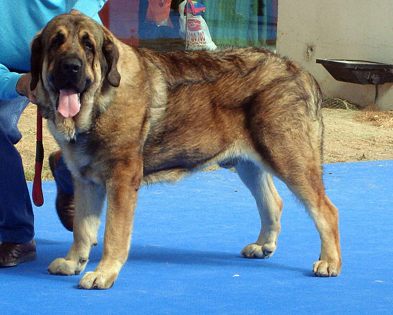 Barco de Montes del Pardo: Exc 1, CAC, CACIB, Best Male, BOB - International Show Talavera de la Reina 25.05.2008
Keywords: 2008 pardo