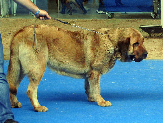 Brisa de Filandon: ? - Intermediate Class Females, International Show Talavera de la Reina 25.05.2008 
Keywords: 2008 filandon