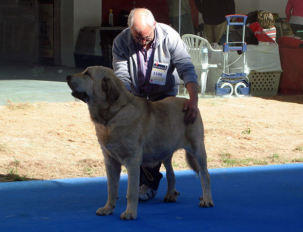 Chico I de Auto-Can: 2 - Intermediate Class Males, International Show Talavera 25.05.2008
Keywords: 2008 autocan