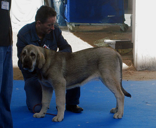 Chiqui I de Bao La Madera: ? - Puppy Class Females, International Show Talavera 25.05.2008
Keywords: 2008 baolamadera