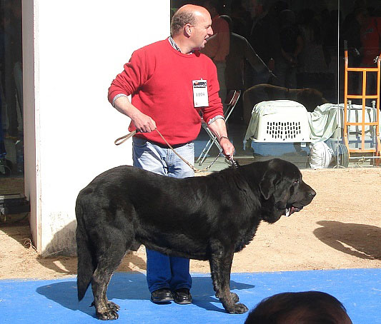 Costero de Buxionte: ? - Open Class Males, International Show Talavera de la Reina 25.05.2008
Keywords: 2008 buxionte