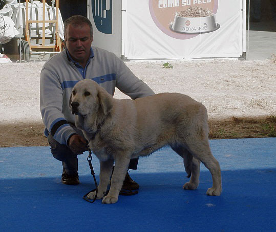 Duquesa Valle del Pisueña: ? - Puppy Class Females, International Show Talavera de la Reina 25.05.2008
Keywords: 2008 pisuena