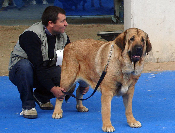 Fina de Jusiante: Exc 1, CAC, CACIB, Best Female - Open Class Females, Talavera de la Reina 25.05.2008
Keywords: 2008 jusiante