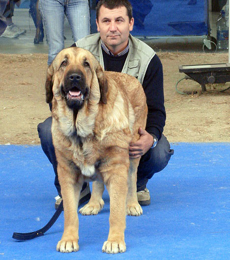 Fina de Jusiante: Exc 1, CAC, CACIB, Best Female - Open Class Females, Talavera de la Reina 25.05.2008
Keywords: 2008 jusiante