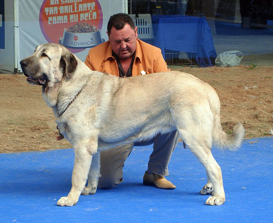 Huron de los Mercegales: 2 - Young Class Males, International Show Talavera de la Reina 25.05.2008
Keywords: 2008 mercegales