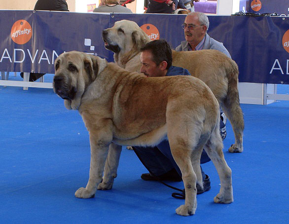 Roble de Vega de Rio Miera: Exc 1 & Chico I de Auto-Can: Exc 2 - Intermediate Class Males - International Show Talavera de la Reina 25.05.2008
Keywords: 2008