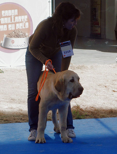Jara de Cerro del Viento: ? - Puppy Class Females, International Show Talavera de la Reina 25.05.2008
Keywords: 2008