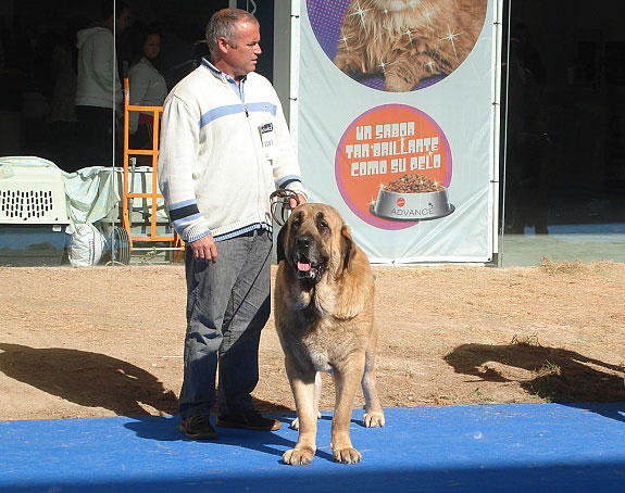 Largo Valle del Pisueña: ? - Open Class Males, International Show 25.05.2008
Keywords: 2008 pisuena