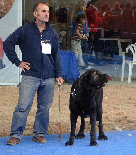 Mora II de Babia: ? - Open Class Females, International Show, Talavera de la Reina 25.05.2008
Keywords: 2008