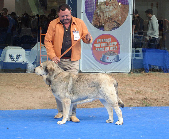 Nana de los Mercegales: ? - Intermediate Class Females, International Show, Talavera de la Reina 25.05.2008
Keywords: 2008 mercegales