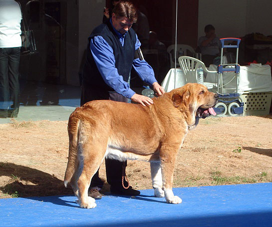 Nilo de Campollano: Exc 2 - Open Class Males, International Show Talavera de la Reina 25.05.2008
Keywords: 2008 campollano