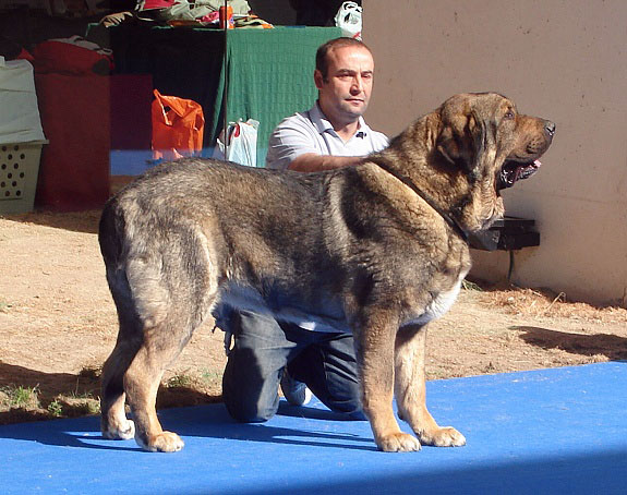 Pol de Reciecho: Exc 3 - Open Class Males, International Show Talavera de la Reina 25.05.2008
Keywords: 2008