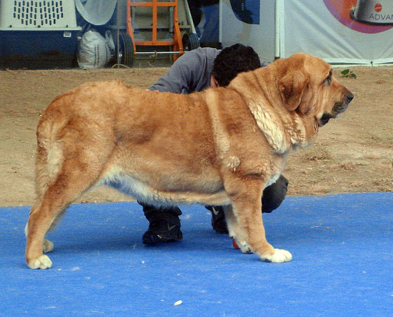 Reina de Montes del Pardo: Exc 2 - Open Class Females, International Show Talavera de la Reina 25.05.2008
Keywords: 2008 pardo