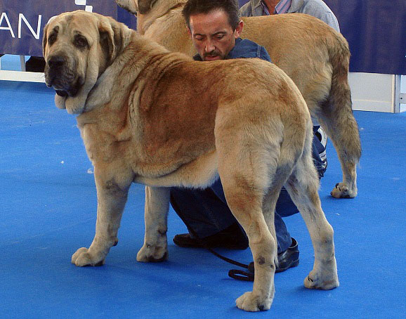 Roble de Vega de Rio Miera: Exc 1 - Intermediate Class Males, International Show Talavera de la Reina 25.05.2008
Keywords: 2008