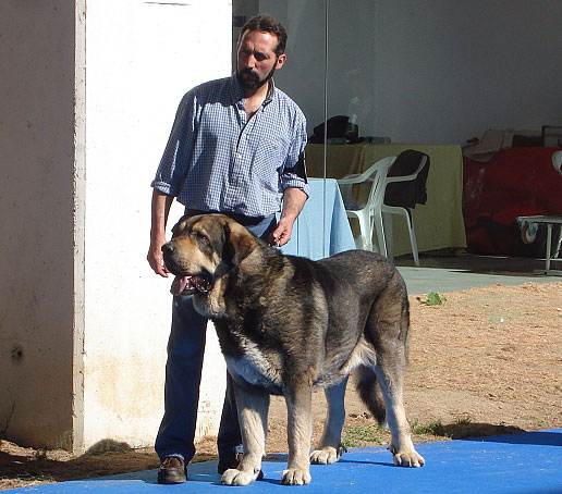 Ronco de Reciecho: ? - Open Class Males, International Show, Talavera de la Reina 25.05.2008
Keywords: 2008 reciecho