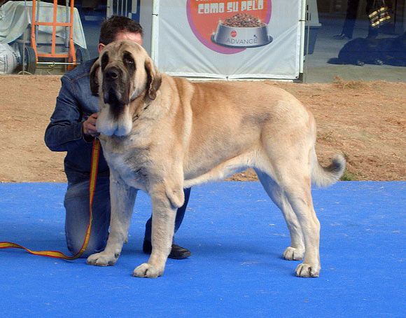 CH Sansón: Exc 1 - Champion Class Males, International Show Talavera de la Reina 25.05.2008 
Keywords: 2008 baolamadera