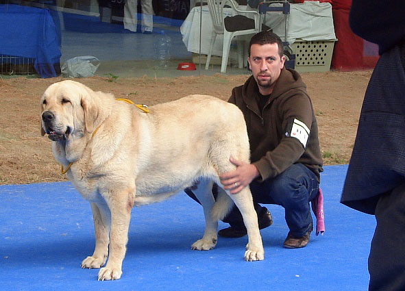 Saya: Exc 1 - Intermediate Class Females, International Show, Talavera de a Reina 25.05.2008
Keywords: 2008