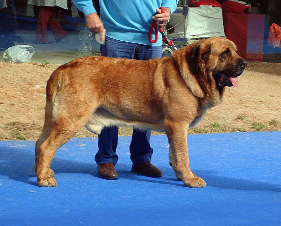 Tarzán (Vicheriza): Exc 2 - Champion Class Males, International Show, Talavera de la Reina 25.05.2008
Keywords: 2008 vicheriza