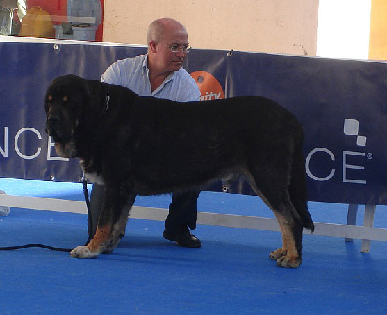 Toro de la Mesta: ? - Open Class Males, Intermediate Class Males, International Show, Talavera de la Reina 25.05.2008 
Keywords: 2008 mesta