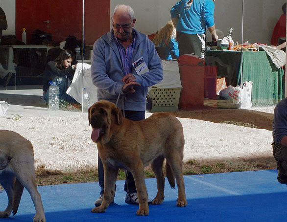 Triana de Auto-Can: ? - Puppy Class Females, International Show Talavera de la Reina 25.05.2008
Keywords: 2008 autocan