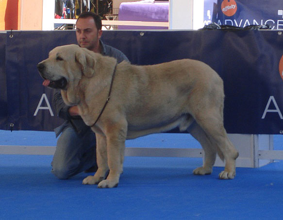 Zeus de Fuente Mimbre: ? - Open Class Males, International Show Talavera de la Reina 25.05.2008
Keywords: 2008 pravianos fuentemimbre