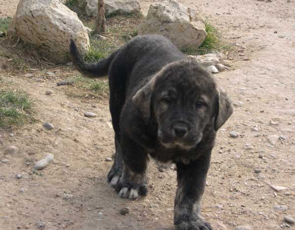 Tejo de Fuente Mimbre - 60 days
(Ch. Cañon de Fuente Mimbre x Arpa de Fuente Mimbre)
 

Keywords: ablanera puppy cachorro