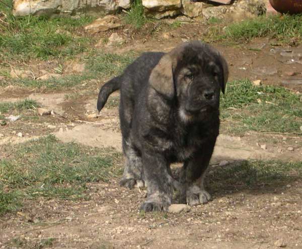 Tejo de Fuente Mimbre - 60 days
(Ch. Cañon de Fuente Mimbre x Arpa de Fuente Mimbre)  

Keywords: ablanera puppy cachorro