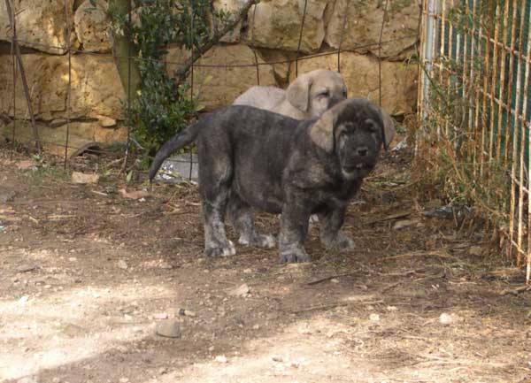 Tejo de Fuente Mimbre - 60 days
(Ch. Cañon de Fuente Mimbre x Arpa de Fuente Mimbre)  

Keywords: ablanera puppy cachorro