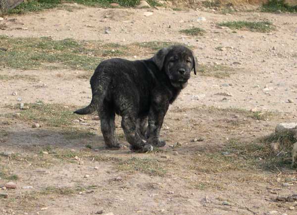 Tejo de Fuente Mimbre - 60 days
(Ch. Cañon de Fuente Mimbre x Arpa de Fuente Mimbre) 
Keywords: ablanera puppy cachorro