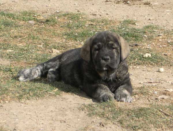 Tejo de Fuente Mimbre - 60 days
(Ch. Cañon de Fuente Mimbre x Arpa de Fuente Mimbre)  

Keywords: ablanera puppy cachorro