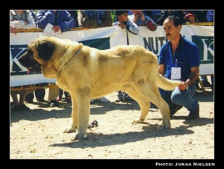 Tetín - Open Class Males, Exc. 11 - Monográfica AEPME 1999
(Topo x Goya de los Lirones)
Born: 14-01-1993
Breeder & owner: Antonio Jorge Macho

Photo: Jonas Nielsen. © Copyright
Keywords: 1999