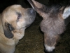 Filename=%284%29.jpg
Filesize=121KiB
Dimensions=622x467
Date added=%384 %10, %2009 %284%29.jpg