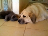 Filename=×ª×ž×•× ×”.jpg
Filesize=29KiB
Dimensions=800x600
Date added=%543 %18, %2009 ×ª×ž×•× ×”.jpg