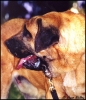 Filename=03.jpg
Filesize=54KiB
Dimensions=350x406
Date added=%984 %22, %2006 03.jpg