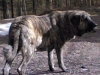 Filename=03042007(003).jpg
Filesize=57KiB
Dimensions=1000x750
Date added=%766 %09, %2007 03042007(003).jpg